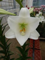 [5686 ST LO-08415144-123 No02.JPG]